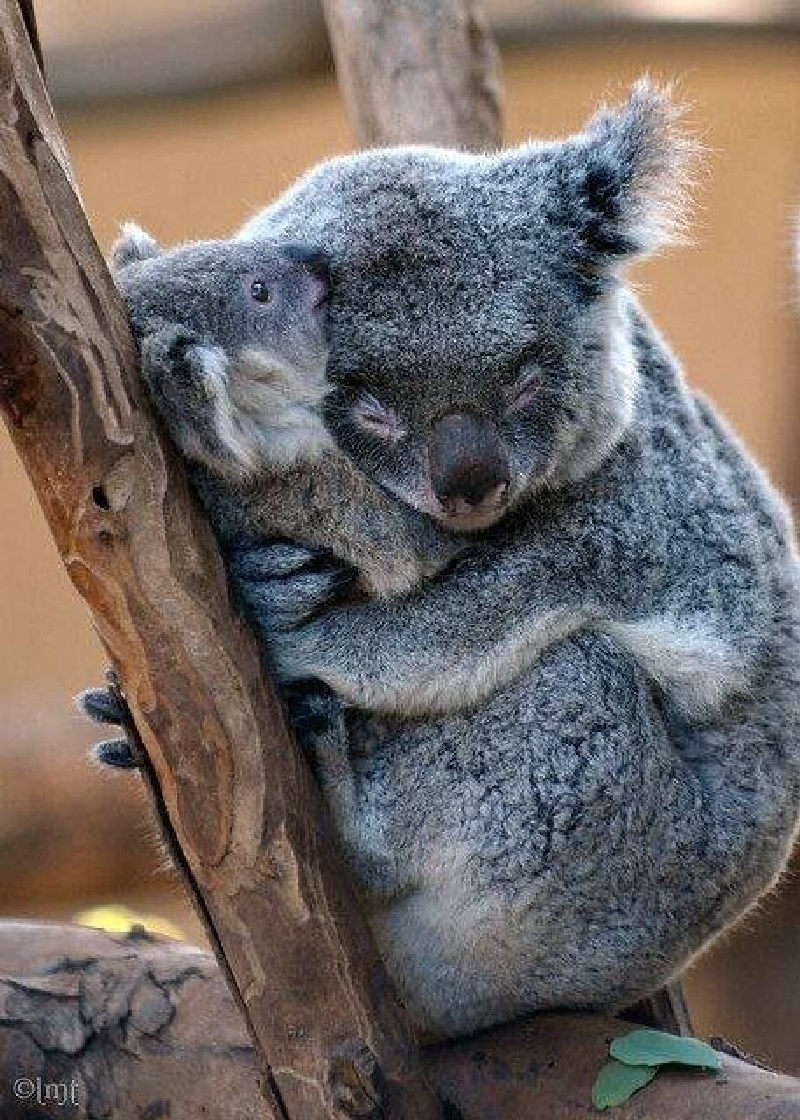 Милейшая картинка с коалами