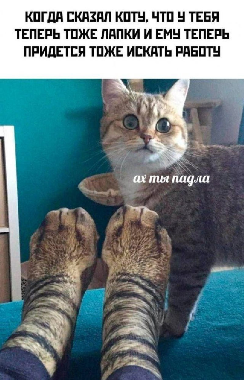 Прикольный мем с котиком