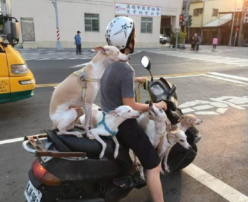 В Корее доставка свежих собак выглядит так