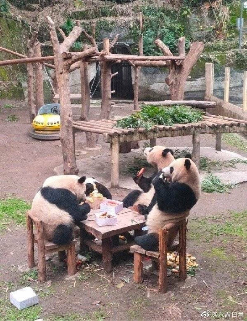 Как на самом деле расслабляются панды