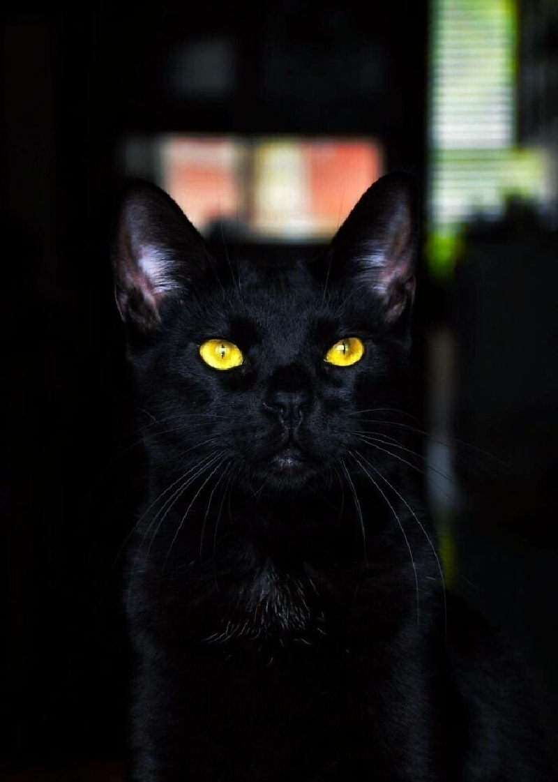 Кот - черная дыра