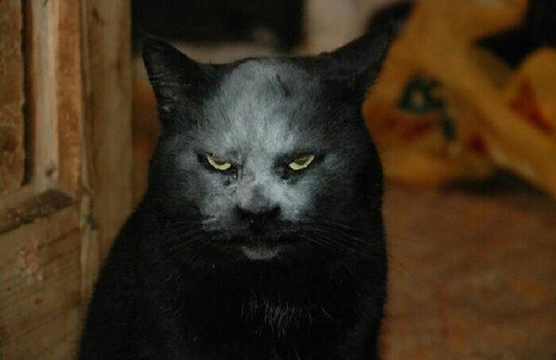 Кот в муке - взгляд сатаны