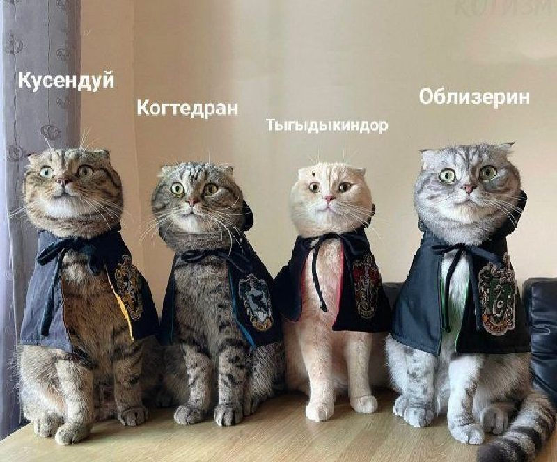Котики апокалипсиса