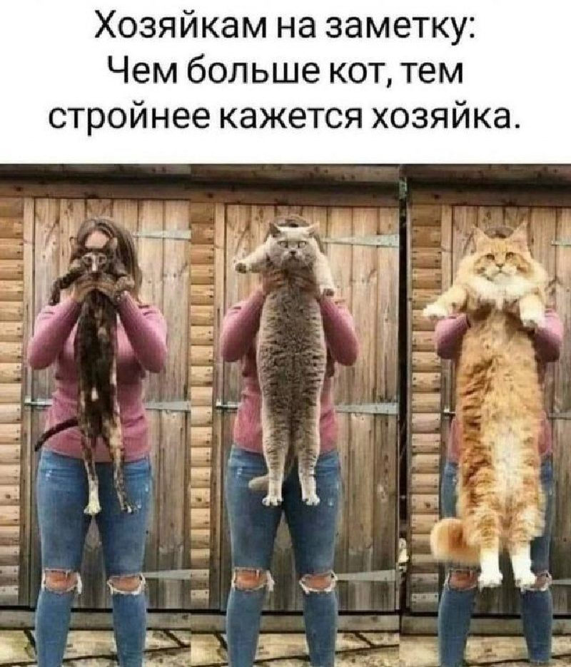 Коты для похудения