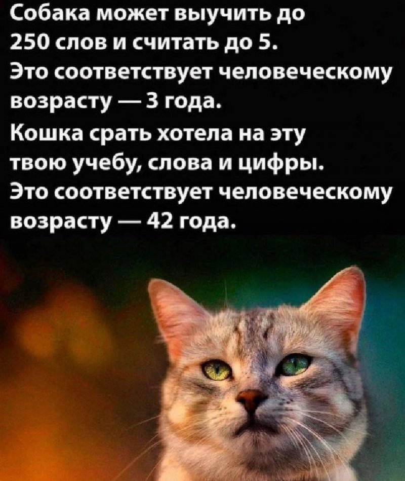 Мем про возраст кота и собаки
