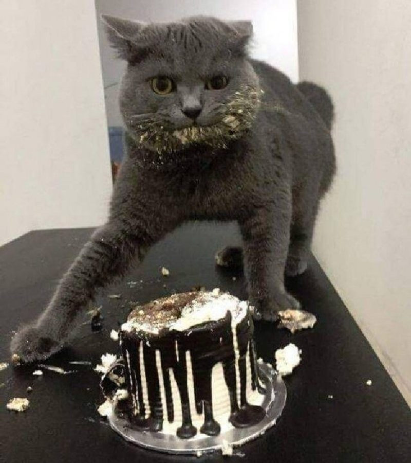 Не донес тортик