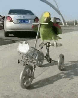 Ничего необычного - попугай едет на БМВ