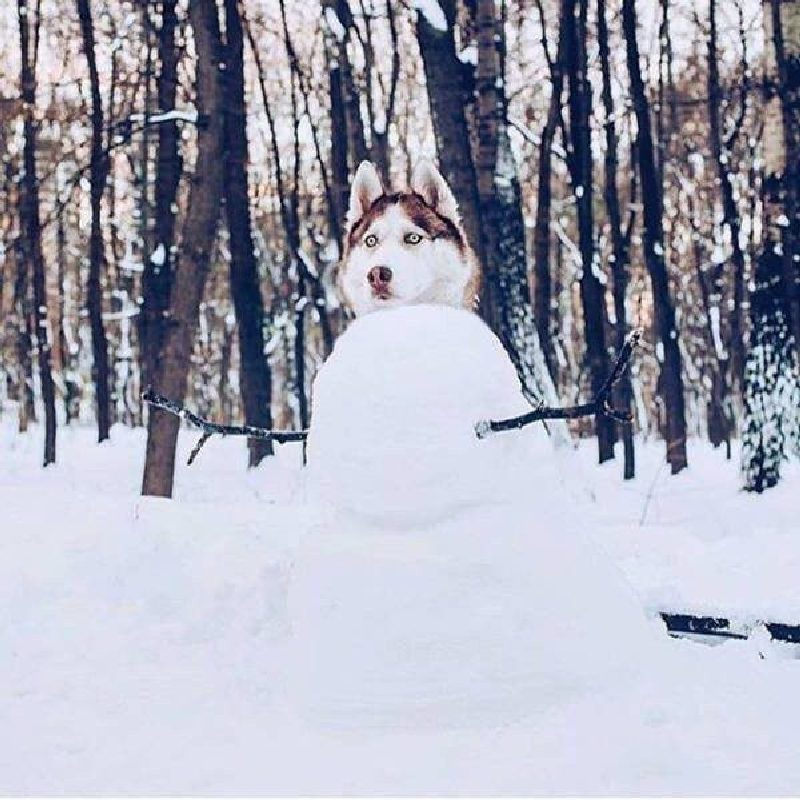 Собака - снеговяка